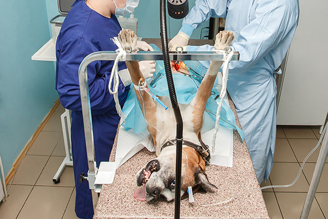 how-to-determine-dog-surgery-cost-ask-fido