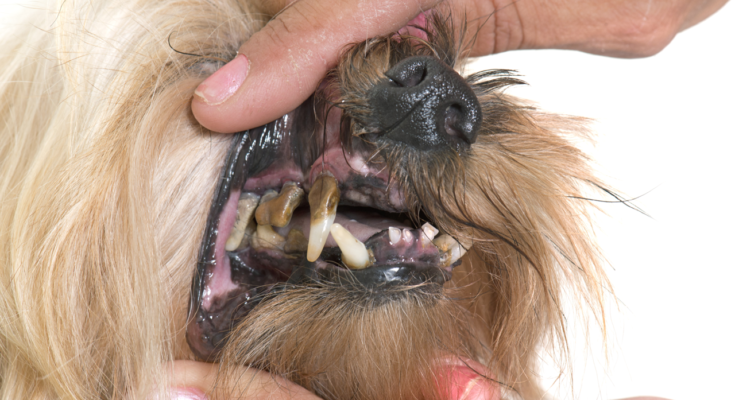 rotting-teeth-in-dogs-ask-fido