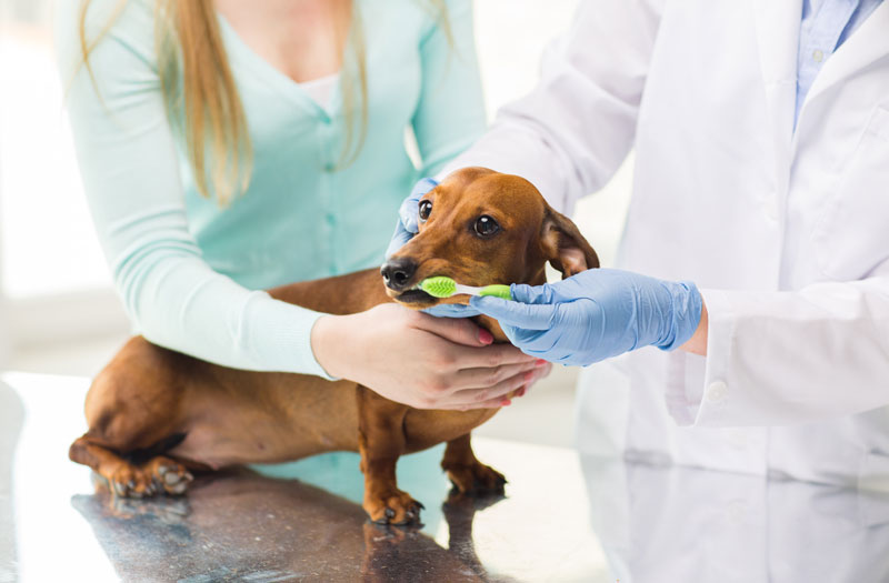 Dog teeth cleaning anesthesia side effects