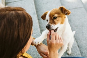 how to heal bleeding gums (of your dog)