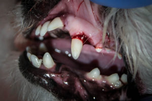 Impacts of a tooth abscess in dogs | Ask Fido