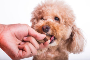 worm medicine for dogs