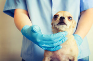 throat cancer in dogs