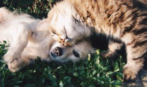 pet teeth cleaning