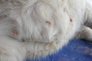 Cat mammary cancer: All you need to know | Ask Fido