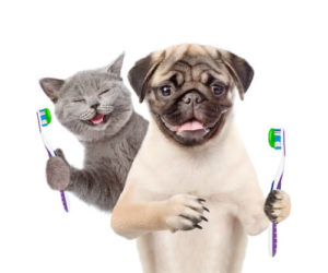 pet dental services