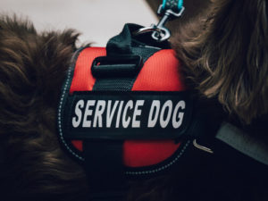 service dog vest