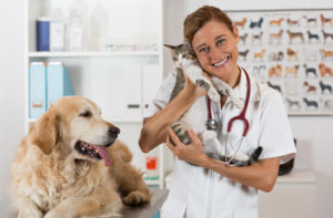 Pet Health Clinic Dogs And Cat Services