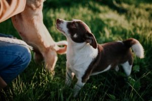 Narcolepsy in Dogs