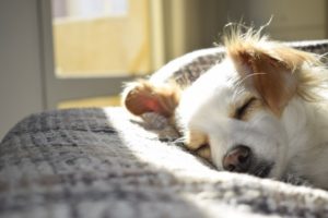 Narcolepsy in Dogs