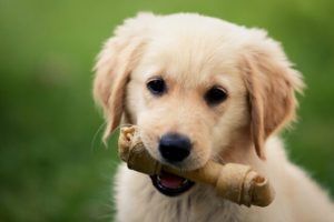 dog with toy