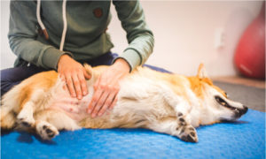 dog massage therapy for a corgy