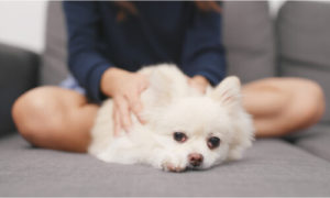 a pomeranian loving her mom's massage