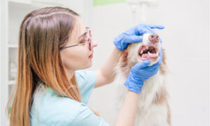 teeth getting checked