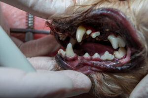 dog tooth decay stages pictures (1)