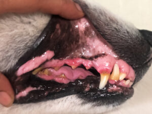 dog tooth decay stages pictures (2)