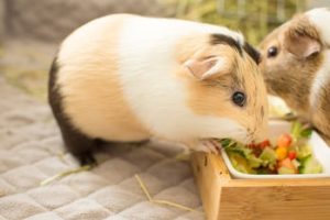 long do guinea pigs