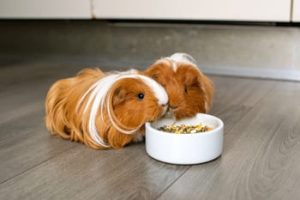 older guinea pig