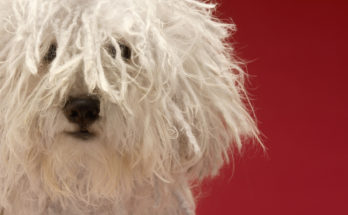 Cute-komondor-dog-close-up