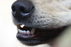 Dog Teeth Cleaning Risks