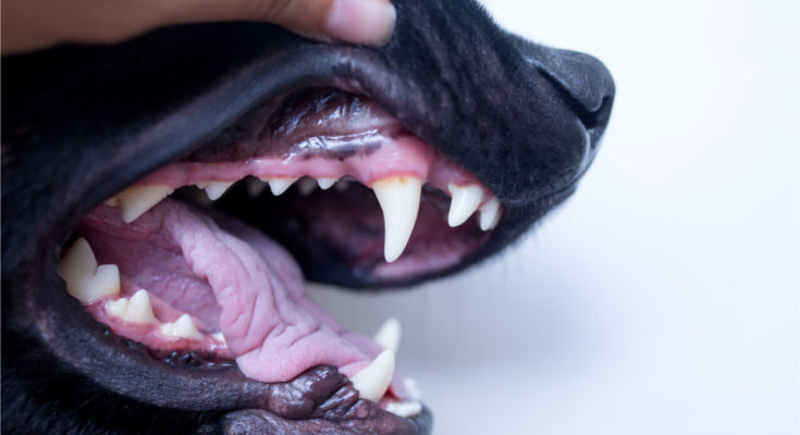 how to heal bleeding gums (of your dog)