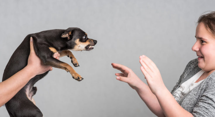 what to do if your dog bites your child