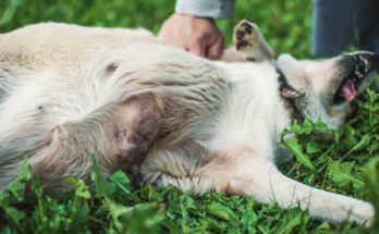 mastitis dog