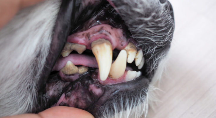 dog tooth decay home remedy