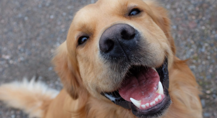 how many teeth does an adult dog have?