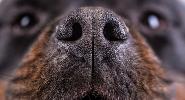 what-to-do-with-dog-nose-peeling-on-top-online-pet-guide-ask-fido