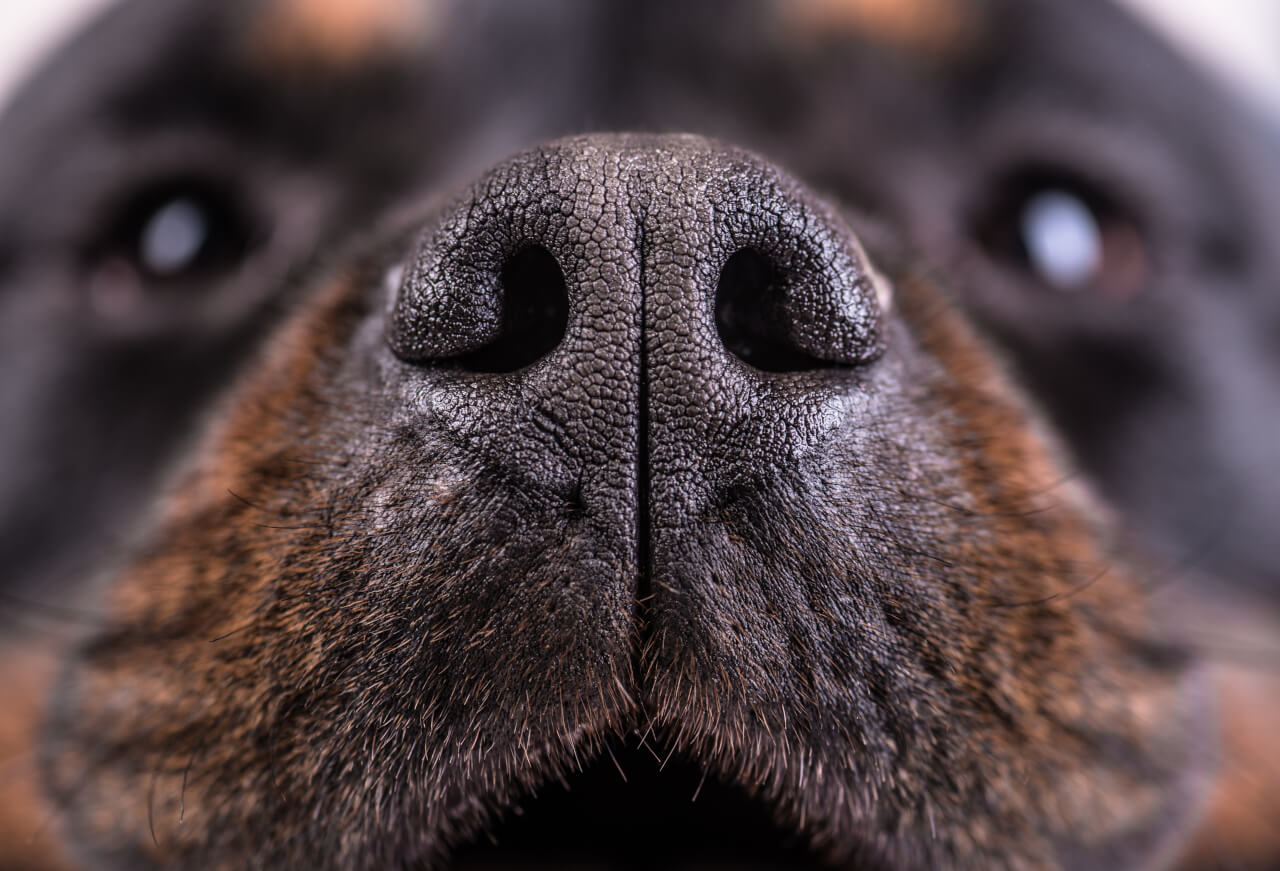 What to do with dog nose peeling on top? Online Pet Guide Ask Fido