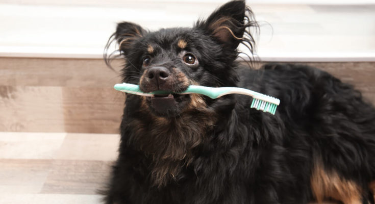 pet teeth cleaning