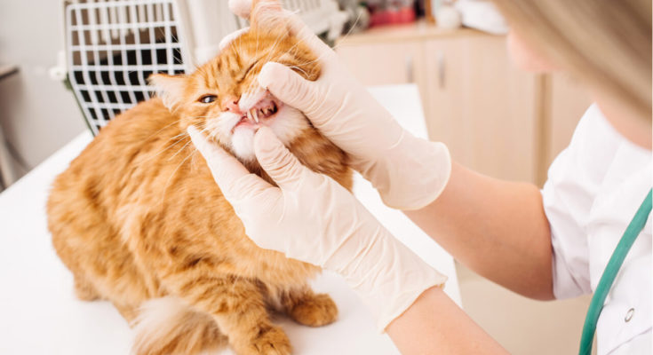 pet dental services