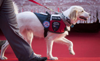 benefits of service dogs