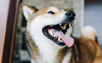 What Can You Learn From Dog Teeth Anatomy