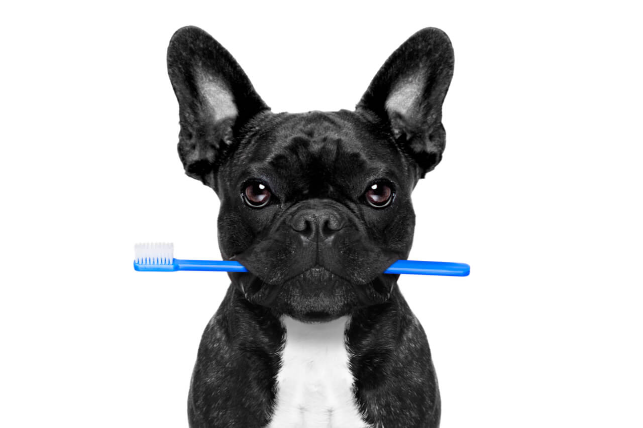 dog-oral-care-what-s-the-average-dog-teeth-cleaning-cost-ask-fido