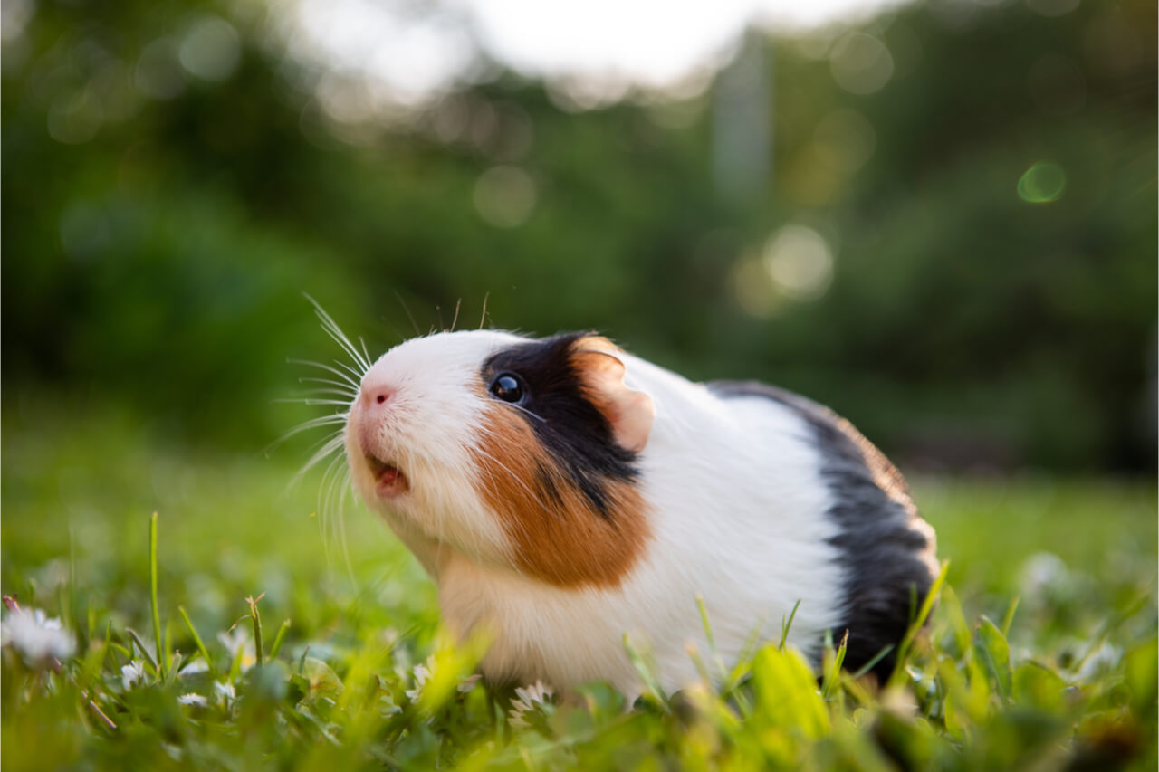 How to Care for a Guinea Pig The Ultimate Guide Ask Fido Ask Fido