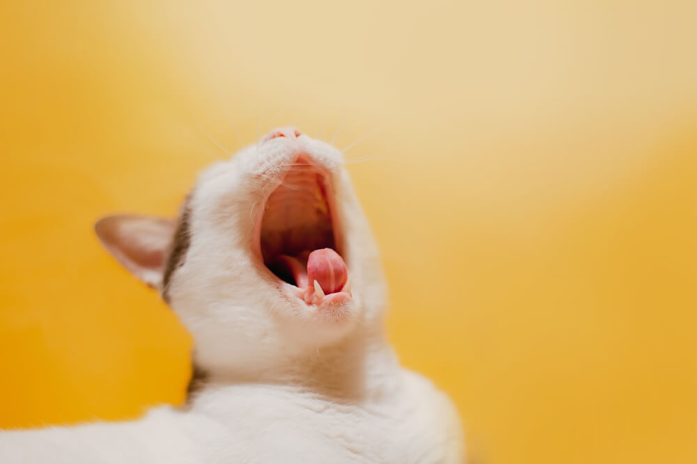 5-common-cat-mouth-problems-what-pet-owners-should-know-ask-fido