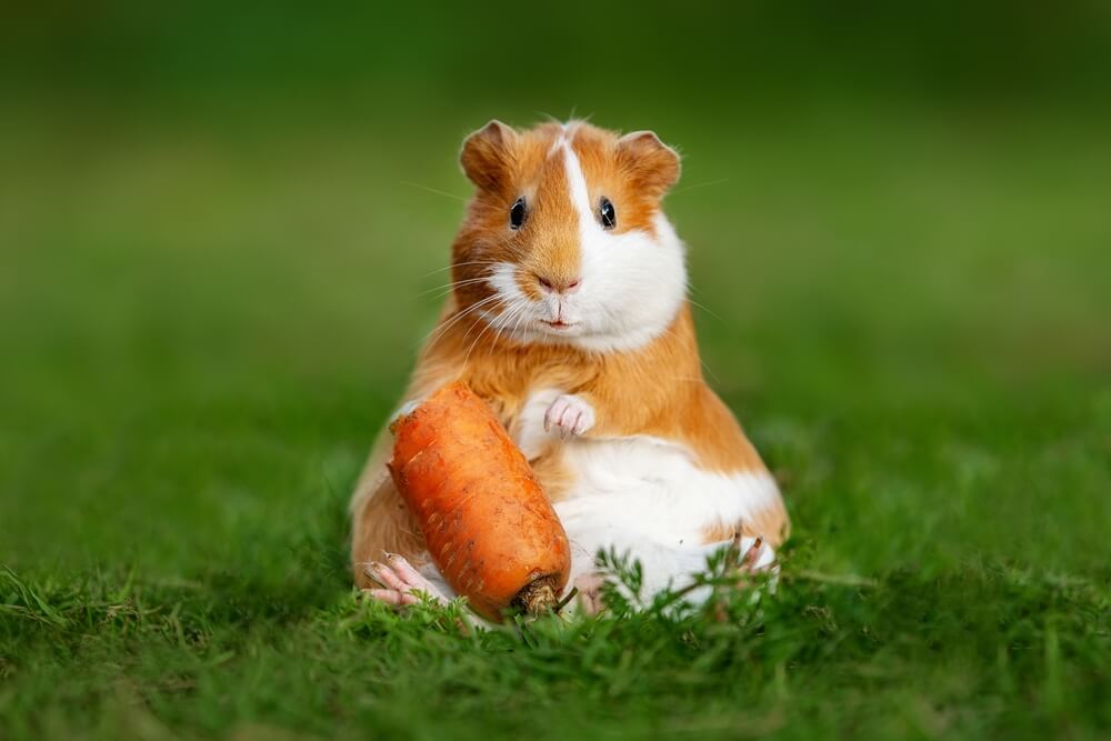 what-can-i-feed-my-guinea-pig-good-food-for-pets-ask-fido