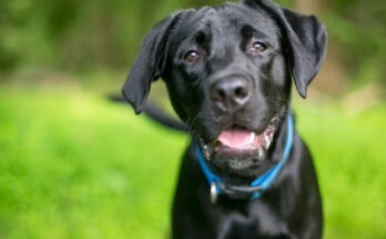 black spots on dogs nipples