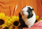 what is the lifespan of a guinea pig