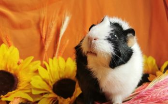 what is the lifespan of a guinea pig