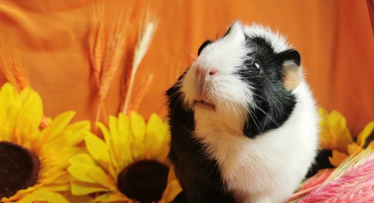 what is the lifespan of a guinea pig